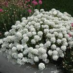 iberis gibraltarica1