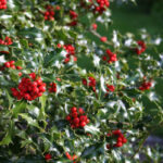 ilex aquifolium alaska