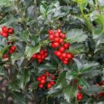 ilex blue prince