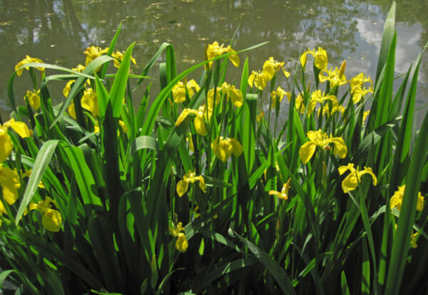 iris pseudocarus