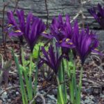 iris reticulata