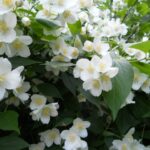 pajasmin, lazni jasmin