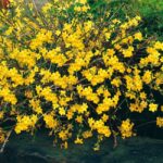 jasmin nudiflorum1