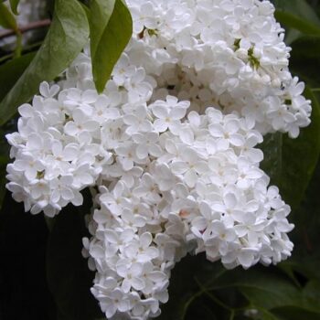 syringa vulgaris white - jorgovan beli1