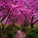 cercis - judino drvo