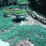 juniperus horizontalis blue chip