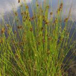 juncus effusus1