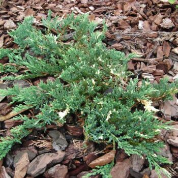 juniperus horizontalis variegatum