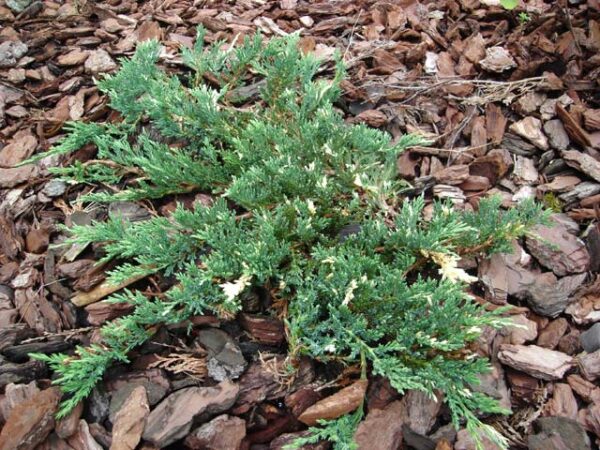 juniperus horizontalis variegatum