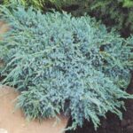 juniperus blue carpet