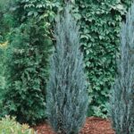 juniperus blue arrow