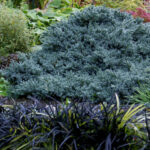 juniperus blue star2