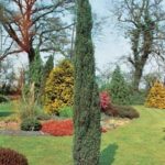 juniperus hibernica sentinel1