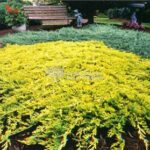 juniperus horizontalis golden carpet1