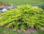 juniperus old gold 1