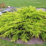 juniperus old gold 1