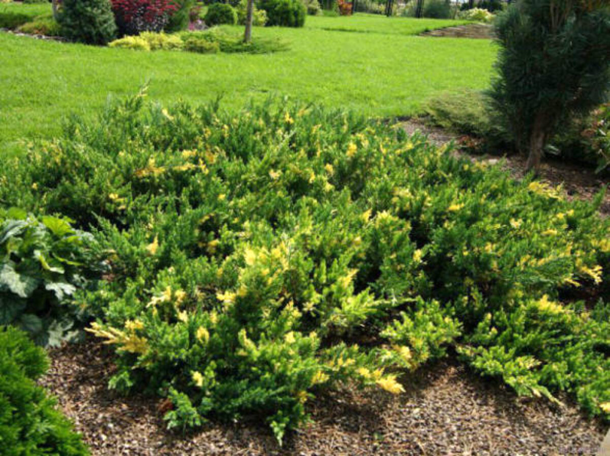 Juniperus sabina "Variegata" | Rasadnik Mihalek