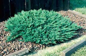 juniperus plumosa