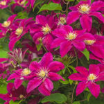 klematis ernest markham