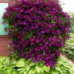 klematis warszawska nike