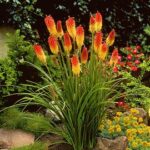 kniphofia uvaria