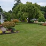 salix matsudana tortuosa