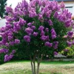 lagerstroemia indica powhatan