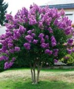 lagerstroemia indica powhatan