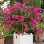 Lagerstroemia-indica-tonto