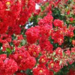 lagerstroemia-indica-dynamite-1