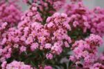 lagerstroemia evelin