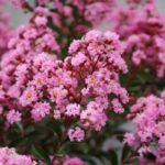 lagerstroemia evelin
