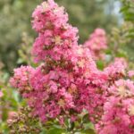 Lagerstroemia comanche