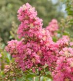 Lagerstroemia comanche