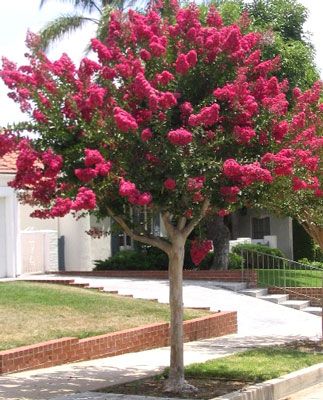 lagerstroemia red imperator2