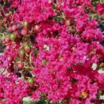 lagerstroemia red imperator1