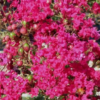 lagerstroemia red imperator1