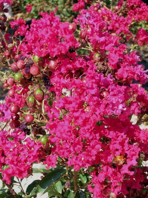 lagerstroemia red imperator1