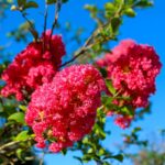 lagerstroemia rubra1