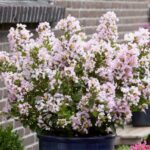 lagerstroemia with love babe