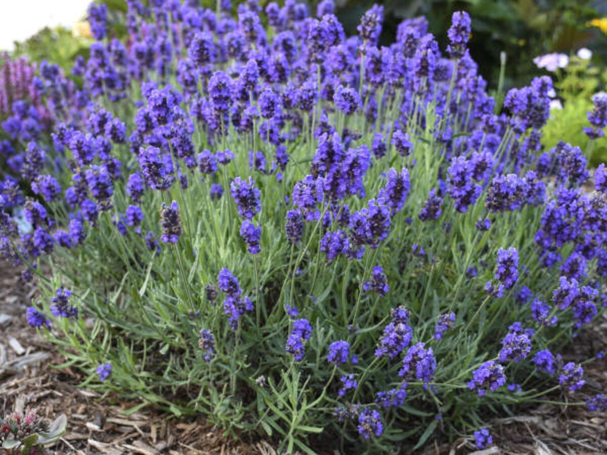 Lavanda hidcote blue - mini | Rasadnik Mihalek