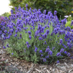 lavanda mini1