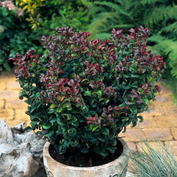 leucothoe curly red