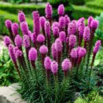 liatris spicata kobolt