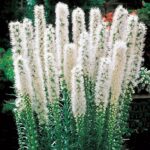 liatris-spicata-beli1