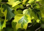 liriodendron-tulipifera-aureomarginata1