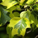 liriodendron-tulipifera-aureomarginata1