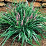 Liriope muscari samantha