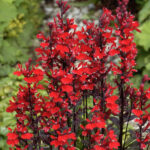 lobelia cardinalis mini