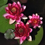 lokvanj perry s baby red